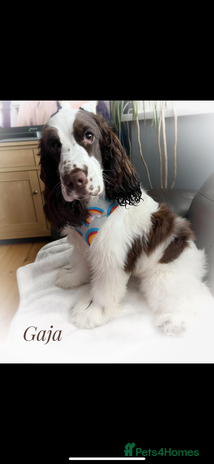 Cocker Spaniel dogs - Advert 1