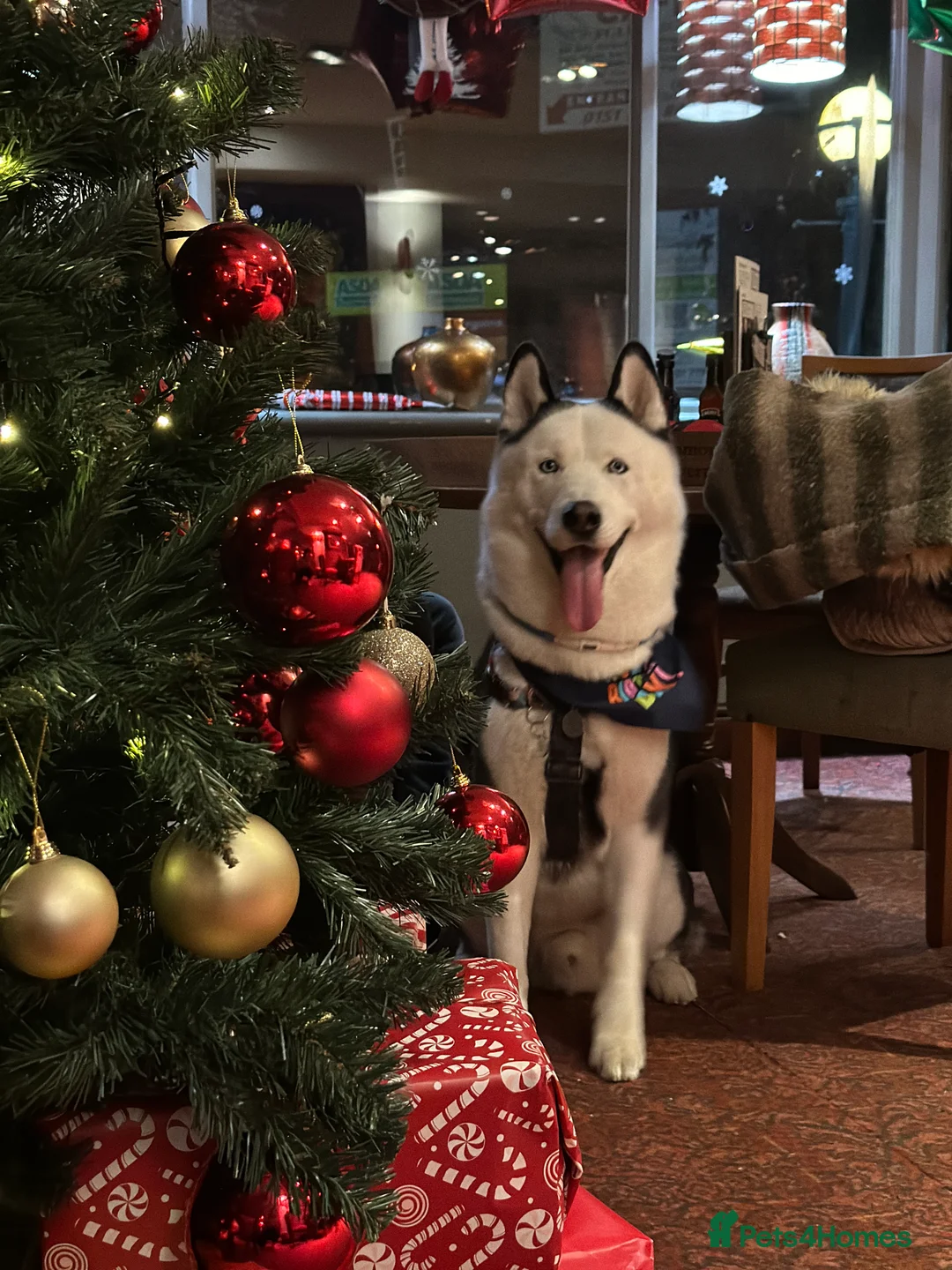 Siberian Husky dogs for stud: Stunning Blue eye Sibrian Husky for Stud (Proven) in Liverpool - Advert 15