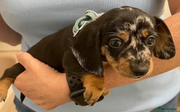 Miniature Dachshund dogs for sale: Beautiful Purebred Miniature Dachshund Puppies - Image 5