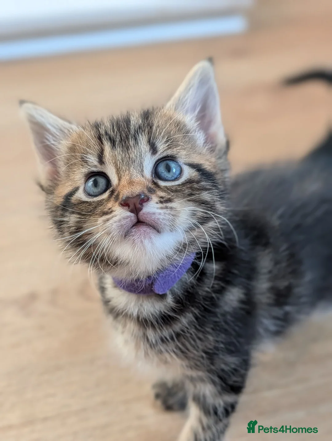 Mixed Breed cats for sale: Mixed Maine Coon Kittens  - Advert 2