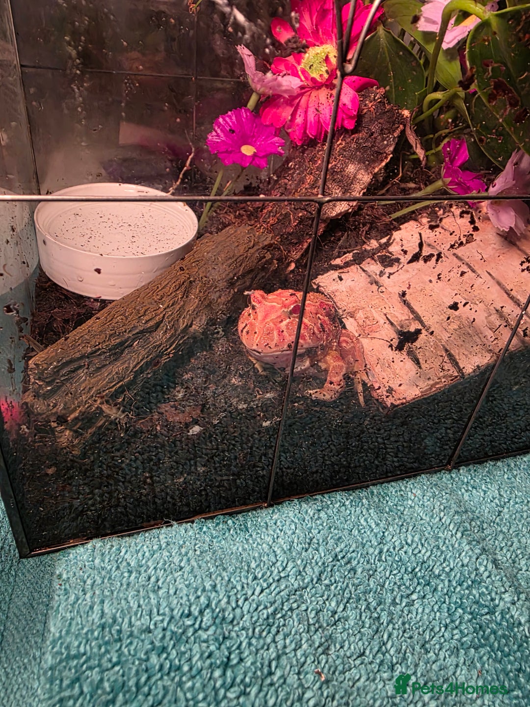 Frog reptiles for sale: Strawberry pacman frog - Advert 3