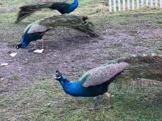 Peafowl poultry Pair of Indian Blue Peacocks - Advert 1