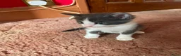 European cats for sale: Beautiful kittens ready to leave  in London - Advert 8
