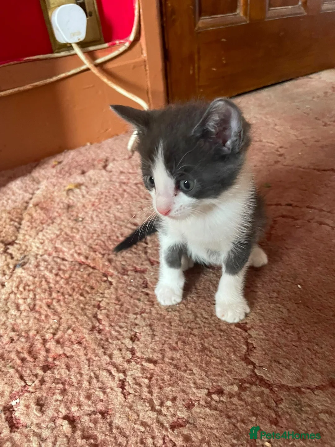 European cats for sale: Beautiful kittens ready to leave  in London - Advert 8