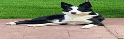 Mixed Breed dogs for sale: 2 gorgeous male pups  in Aboyne - Advert 4