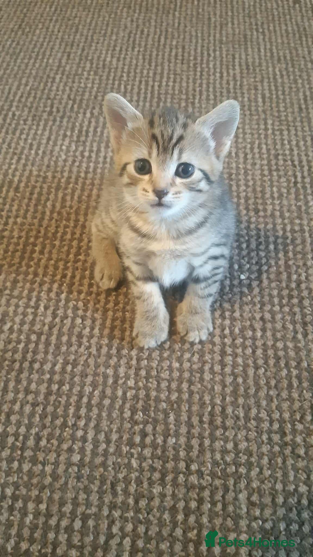 Mixed Breed cats for sale: Male tabby  - Image 4