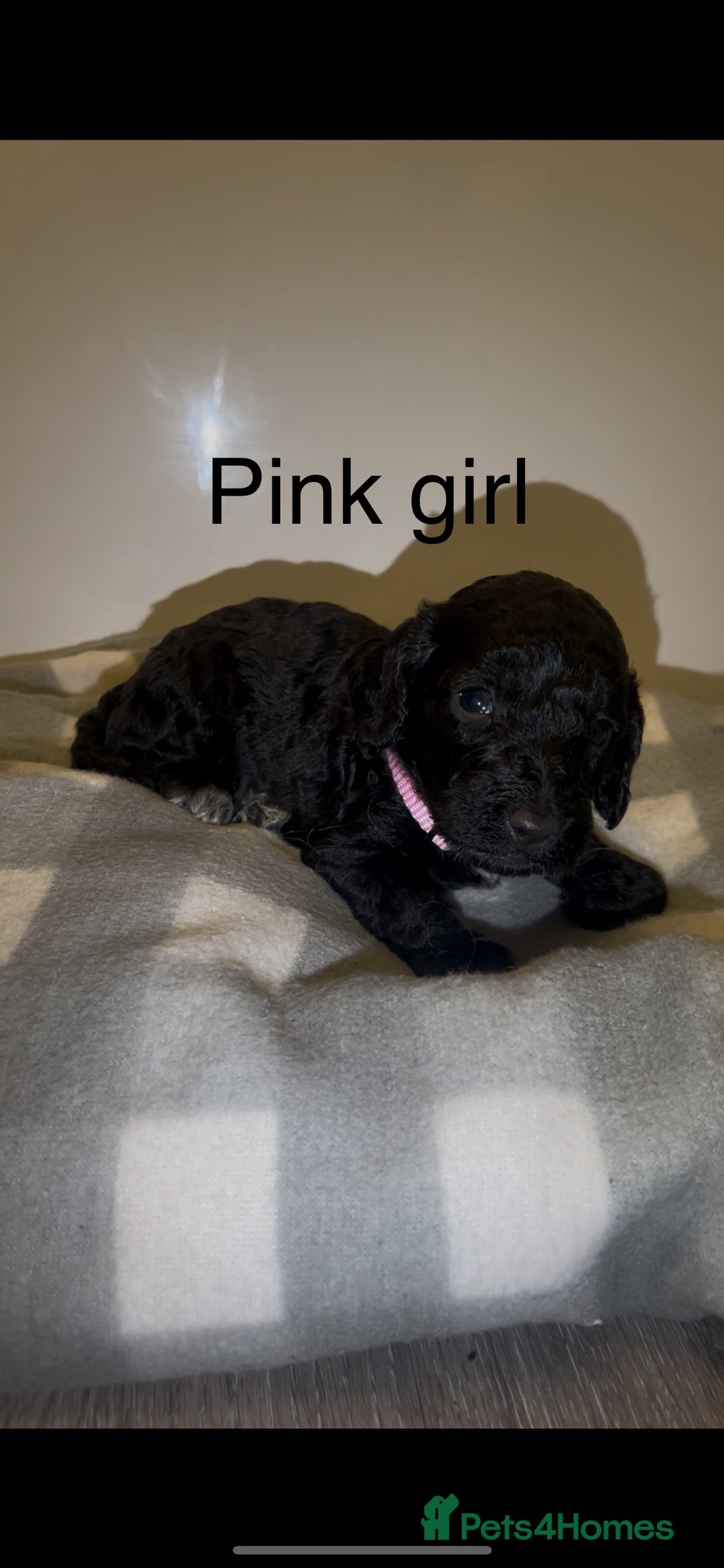 Cockapoo dogs for sale: Cockapoo puppies - Image 11