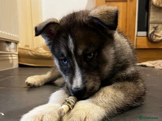 Siberian Husky dogs Stunning Husky Puppies - Advert 17