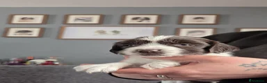 English Springer Spaniel Puppy