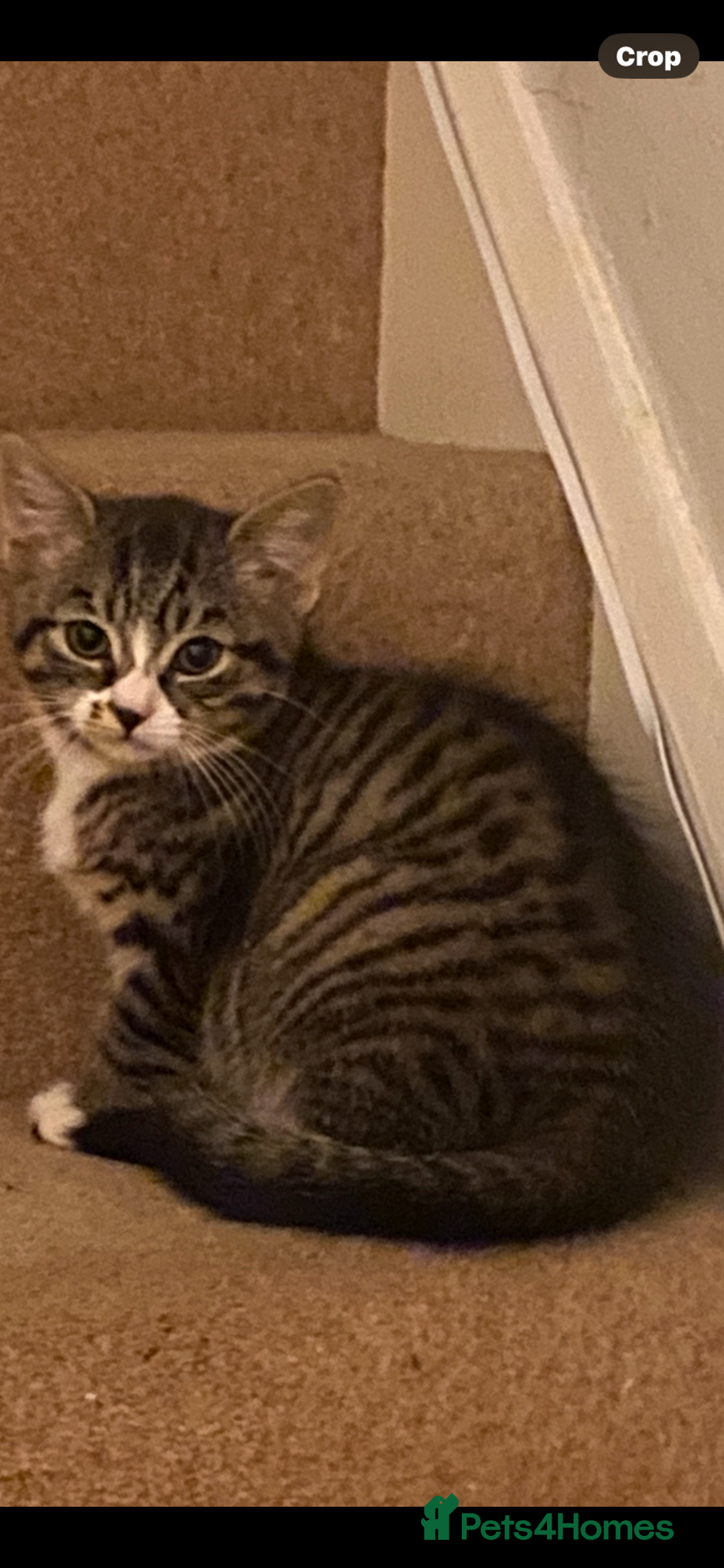 Bengal cats for sale: Tabby stripy Bengal cross  - Image 2