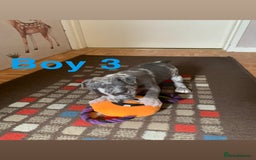 Staffordshire Bull Terrier dogs for sale: RARE BLUE MERLE STAFFORDSHIRE BULL TERRIER PUPPIES - Image 29