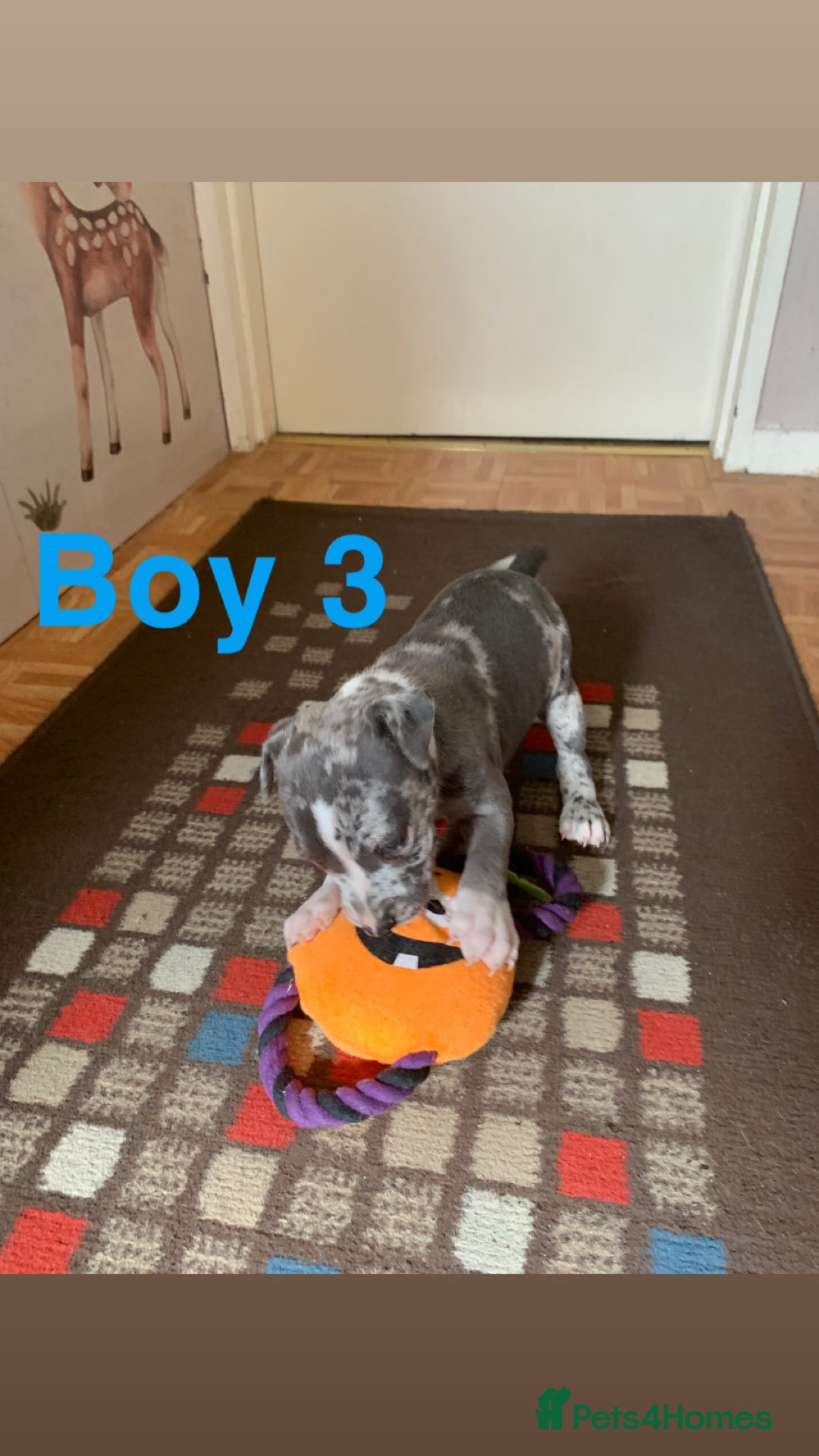 Staffordshire Bull Terrier dogs for sale: RARE BLUE MERLE STAFFORDSHIRE BULL TERRIER PUPPIES - Image 29