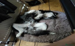 Pomsky dogs for sale: 8 month Pomsky - Image 3
