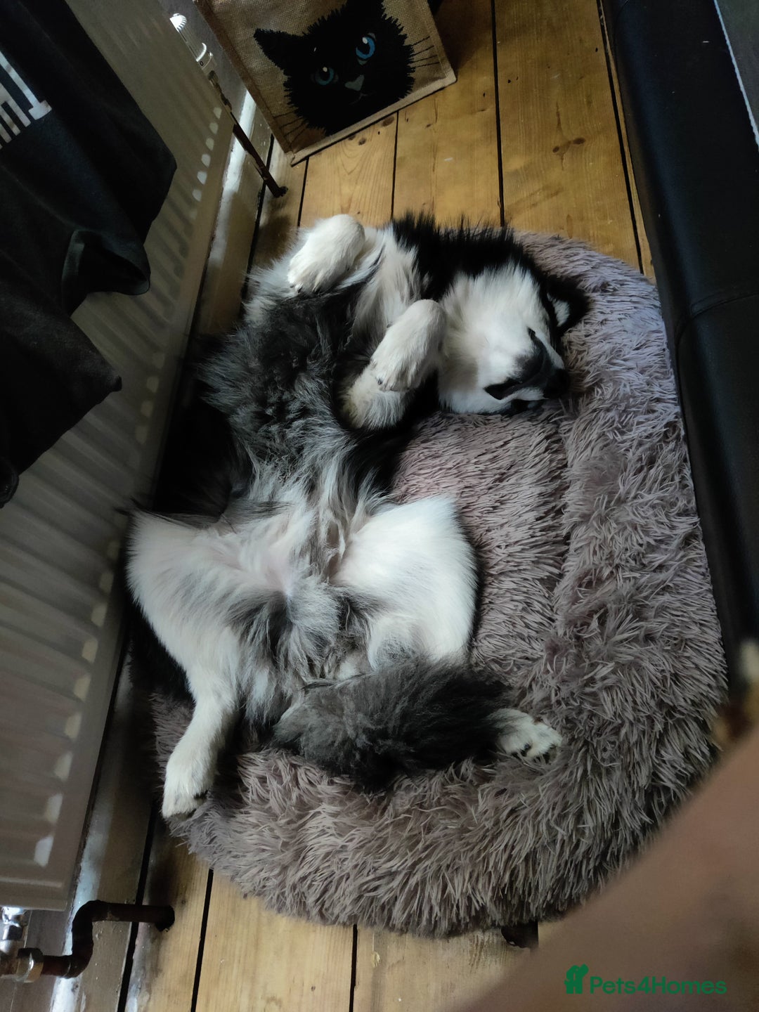 Pomsky dogs for sale: 8 month Pomsky - Image 3