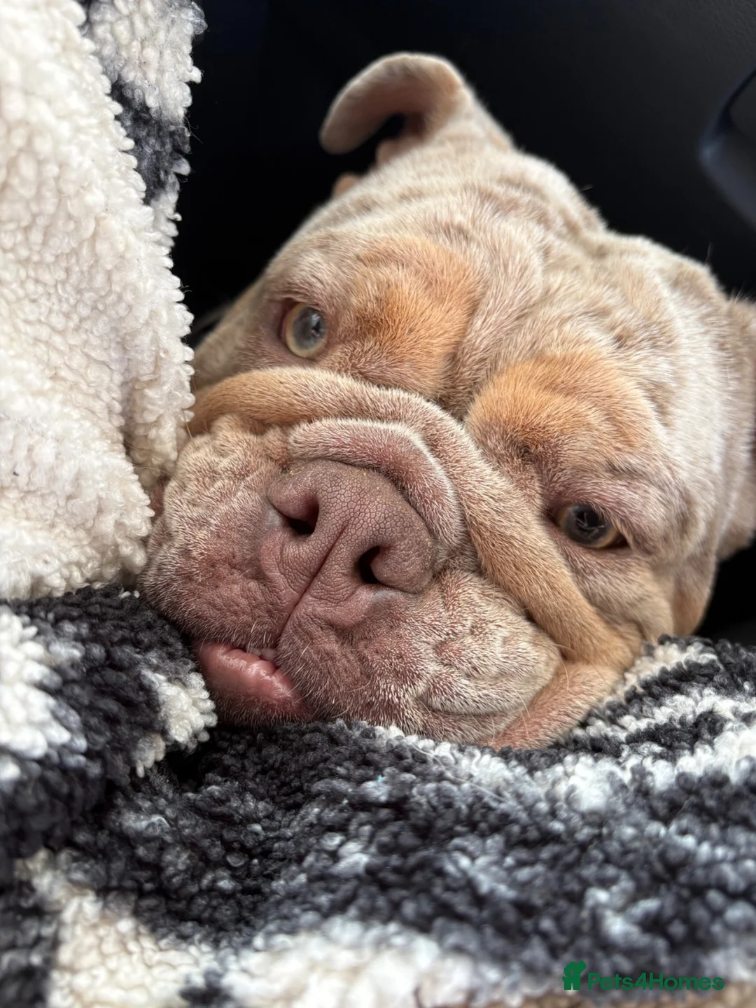 English Bulldog dogs for sale: English bulldog in Swansea - Advert 2