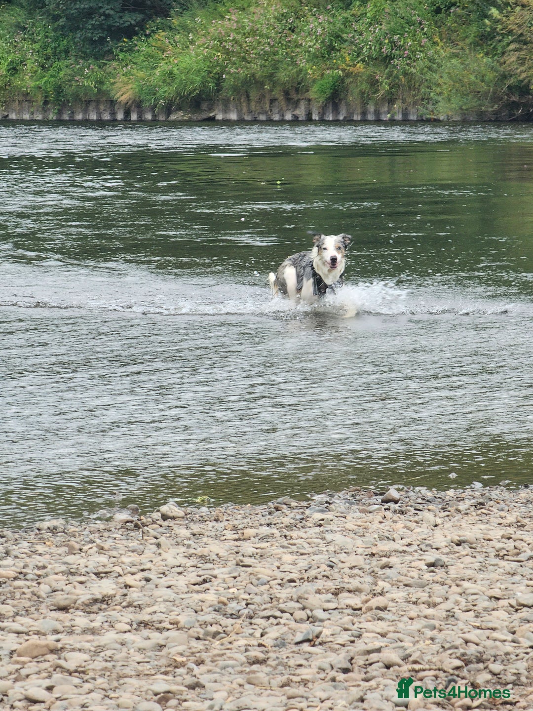 Border Collie dogs for sale: 1 year old tri border collie  - Advert 5