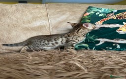 Bengal cats for sale: ❤️ PURE BENGAL KITTENS ❤️ - Image 21