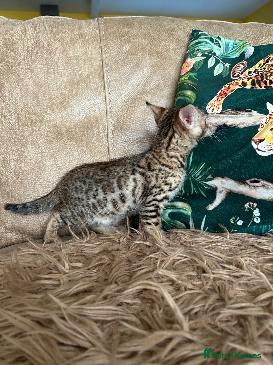 Bengal cats for sale: ❤️ PURE BENGAL KITTENS ❤️ - Image 21