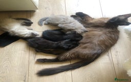 Siamese cats for sale: Adorable Siamese Kittens Looking for Loving Homes - Image 1