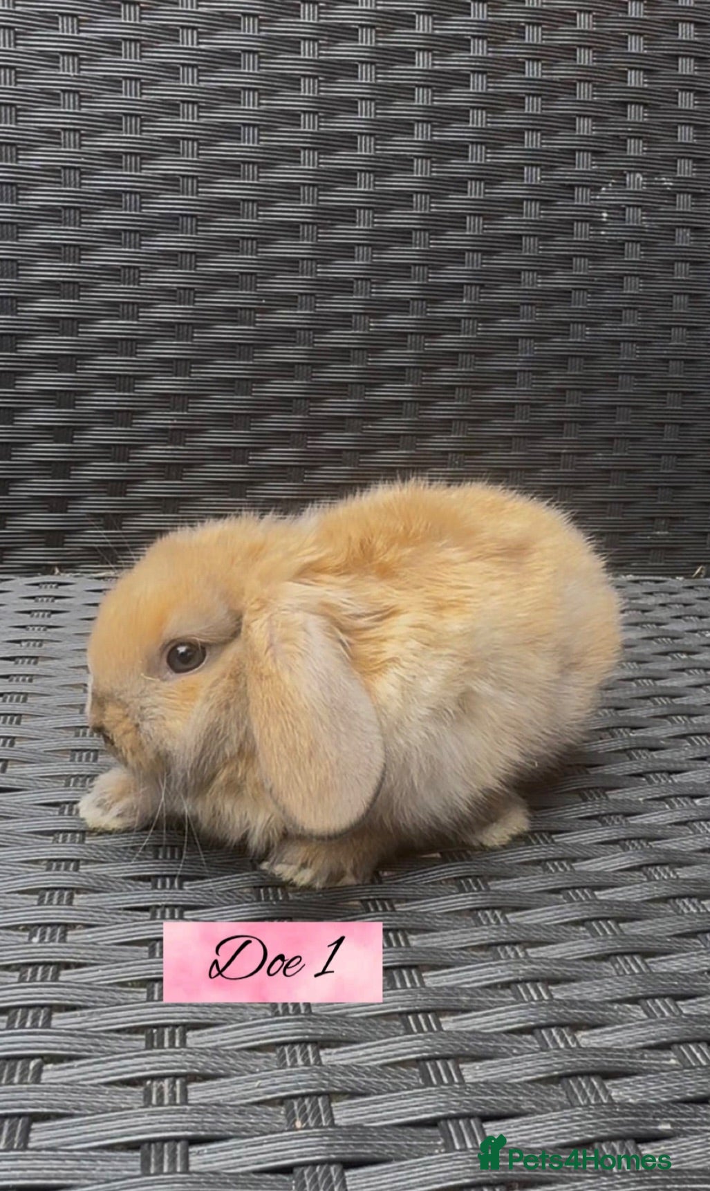 Mini Lop rabbits Beautiful Mini Lop baby’s looking for a new 🏡. - Advert 1