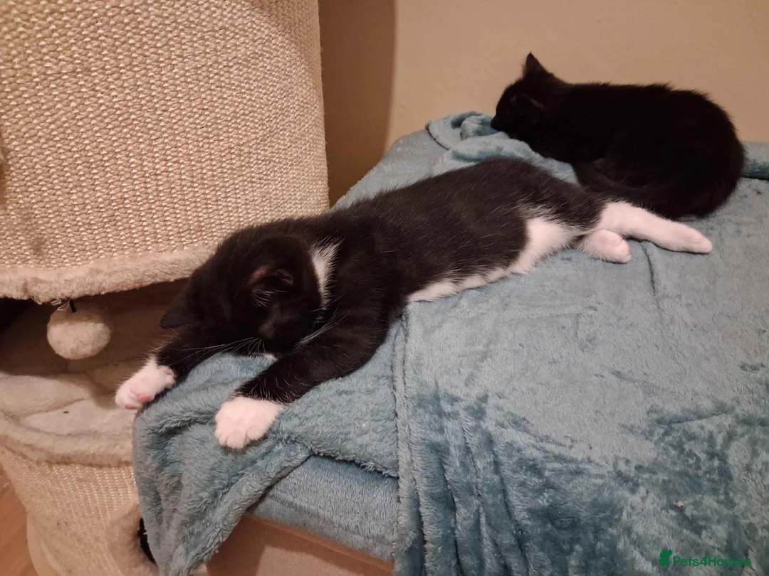 Mixed Breed cats for adoption: ADOPTION: Éclair - Advert 2