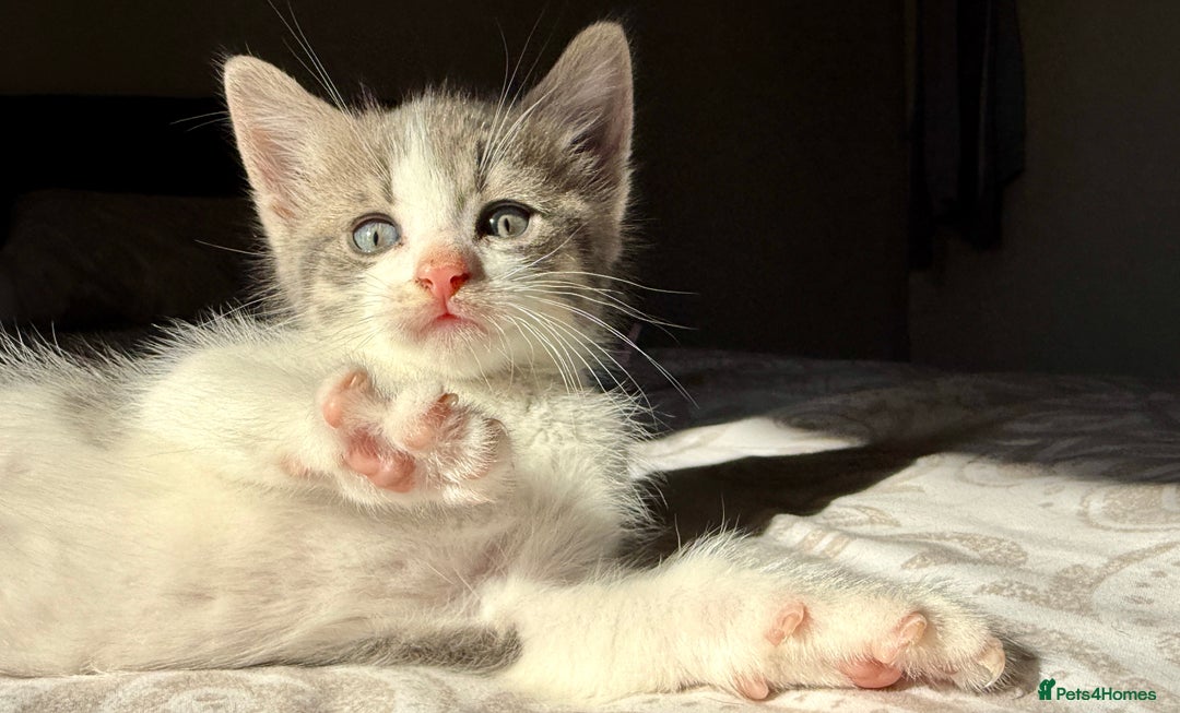 Mixed Breed cats for sale: 3 beautiful kittens available - Image 15