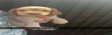 Cocker Spaniel 2