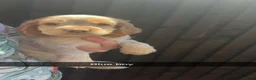 Cocker Spaniel dogs for sale: 9 beautiful cocker spaniels  in Maidstone - Advert 9