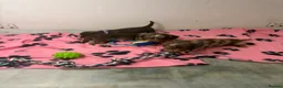 Miniature Dachshund dogs for sale: Miniature dachshund  - Advert 2