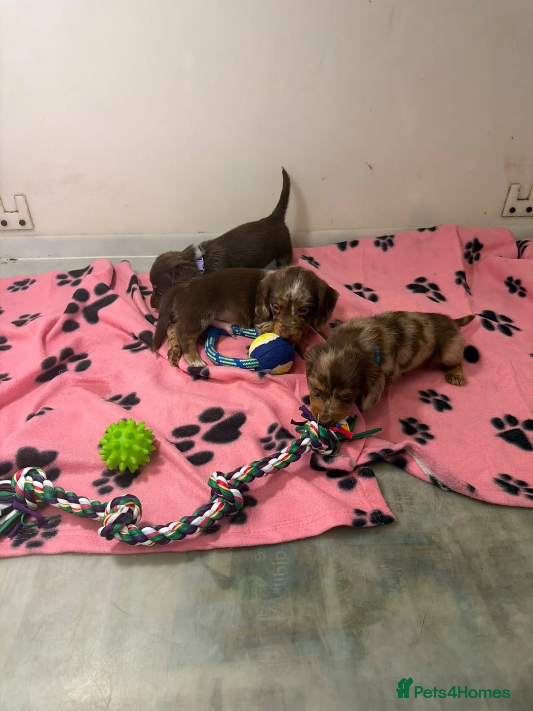 Miniature Dachshund dogs for sale: Miniature dachshund  - Advert 2