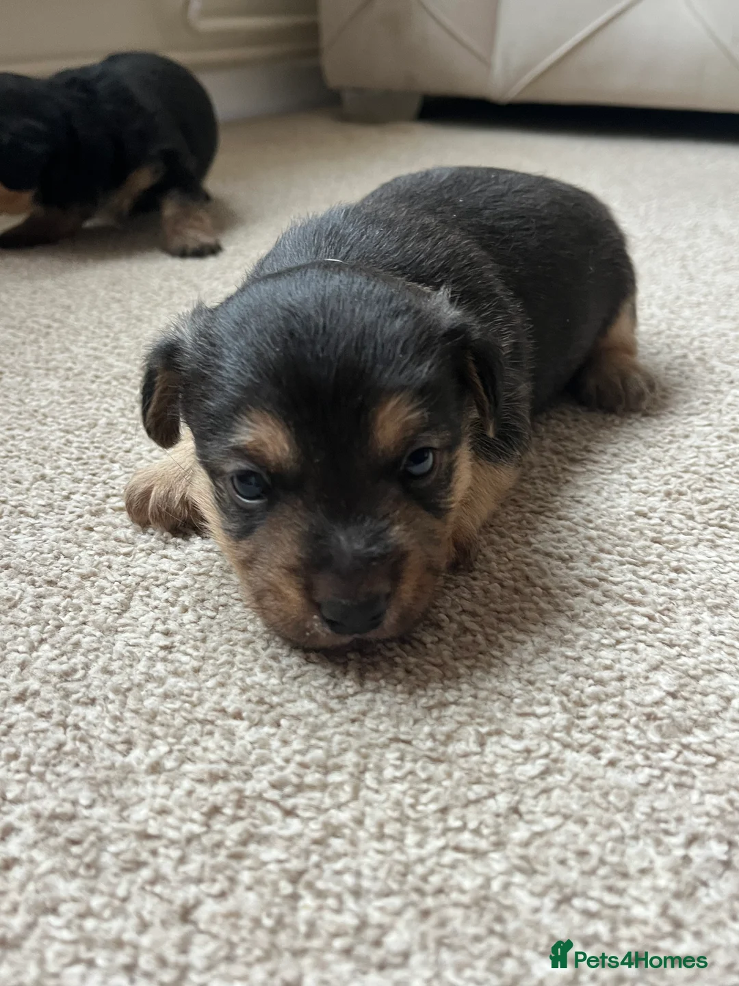 Jack Russell dogs for sale: ❌ sold ❌Jack Russel puppies - Advert 17