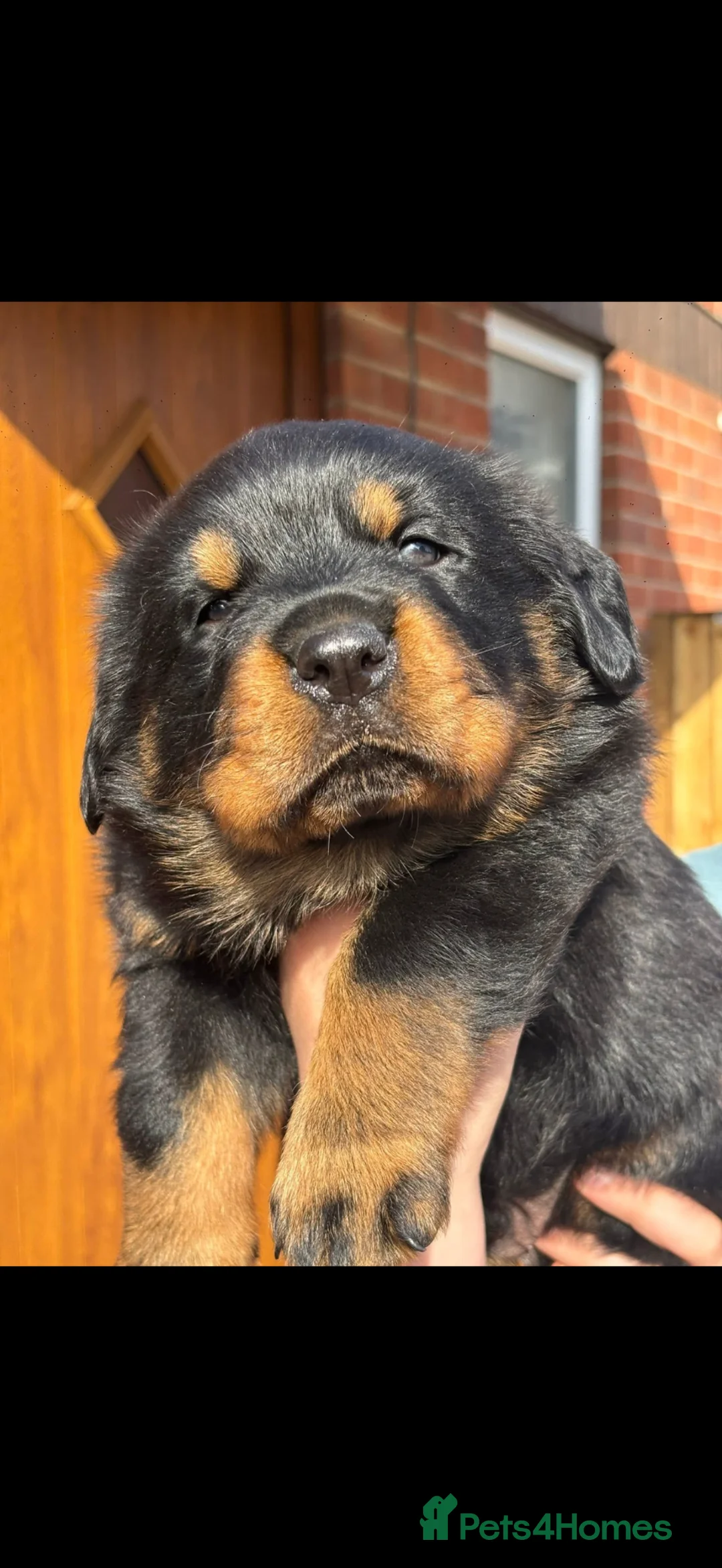 Rottweiler dogs for sale: German Rottweiler Puppies due 9/6 - Advert 2