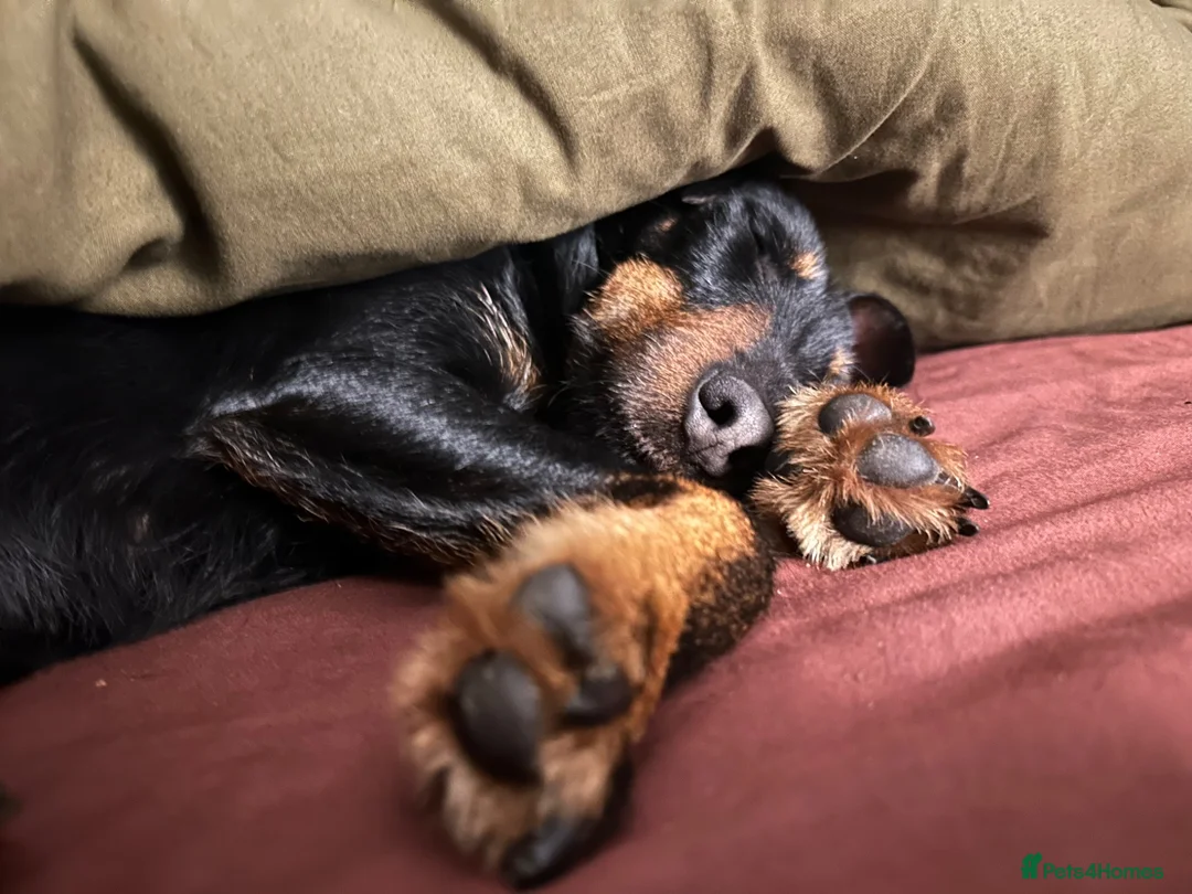 Jagdterrier dogs for sale: Jagd terrier.  in Newbiggin-by-the-Sea - Advert 2