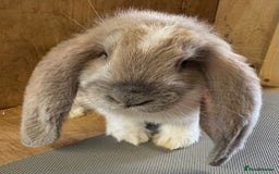 French Lop rabbits for sale: Beige Butterfly French Lop Baby Doe - Image 5
