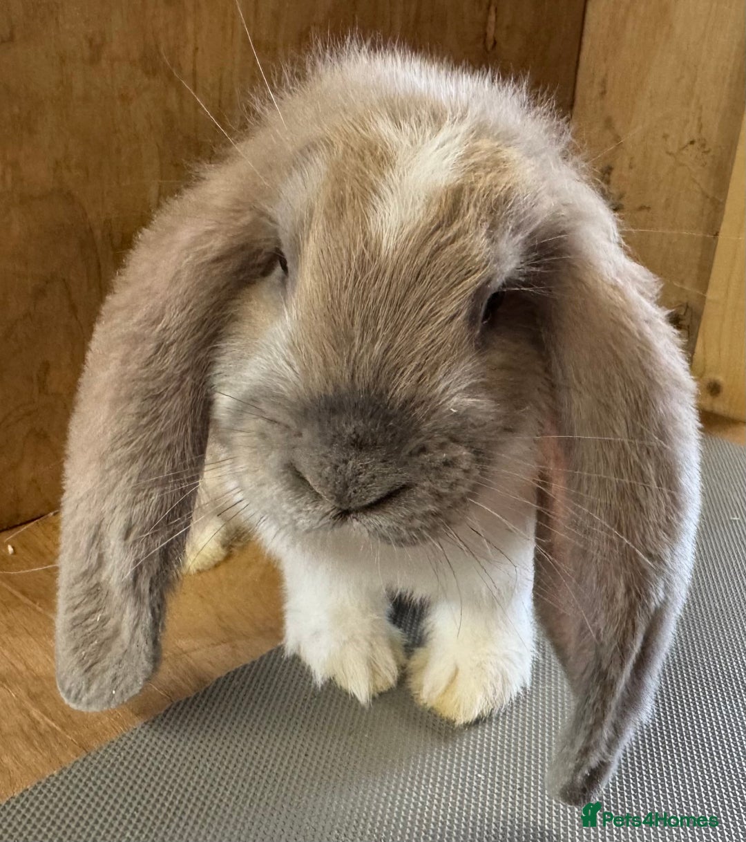 French Lop rabbits for sale: Beige Butterfly French Lop Baby Doe - Image 5