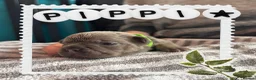 French Bulldog dogs for sale: French Bulldog puppies  - Advert 5