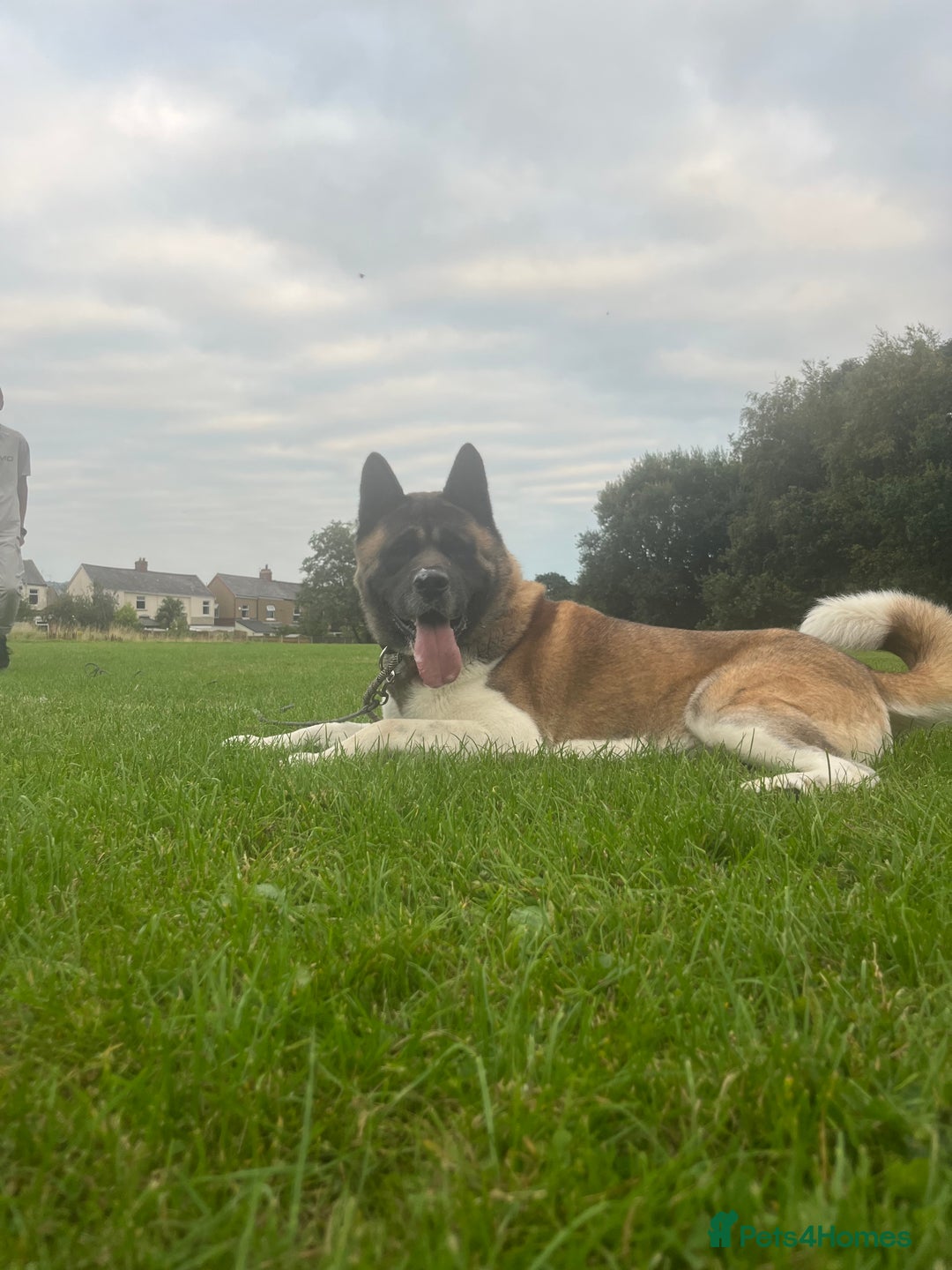 Akita dogs for stud: American Akita Stud - Image 3