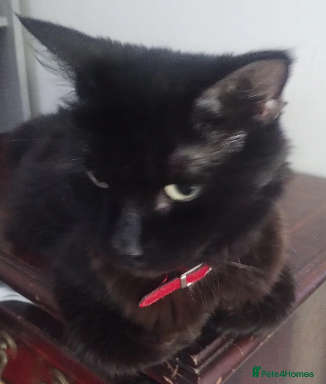 Mixed Breed cats for sale: kittens in Hull - Advert 1