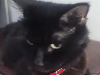 Mixed Breed cats kittens - Advert 10