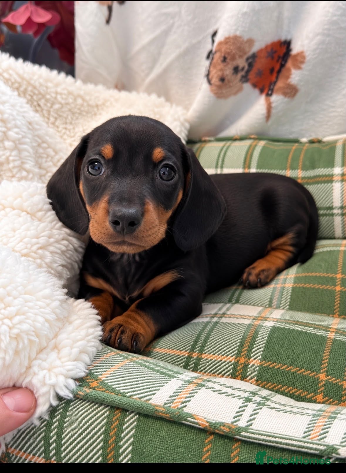 Miniature Dachshund dogs Beautiful Miniature Dachshund Puppies  - Advert 2