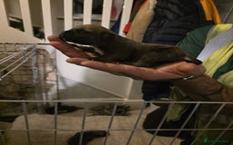 Cane Corso dogs for sale: Cane corso pups - Image 23