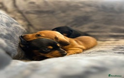 Miniature Dachshund dogs for sale: Three beautiful miniature dachshund boys  - Advert 4