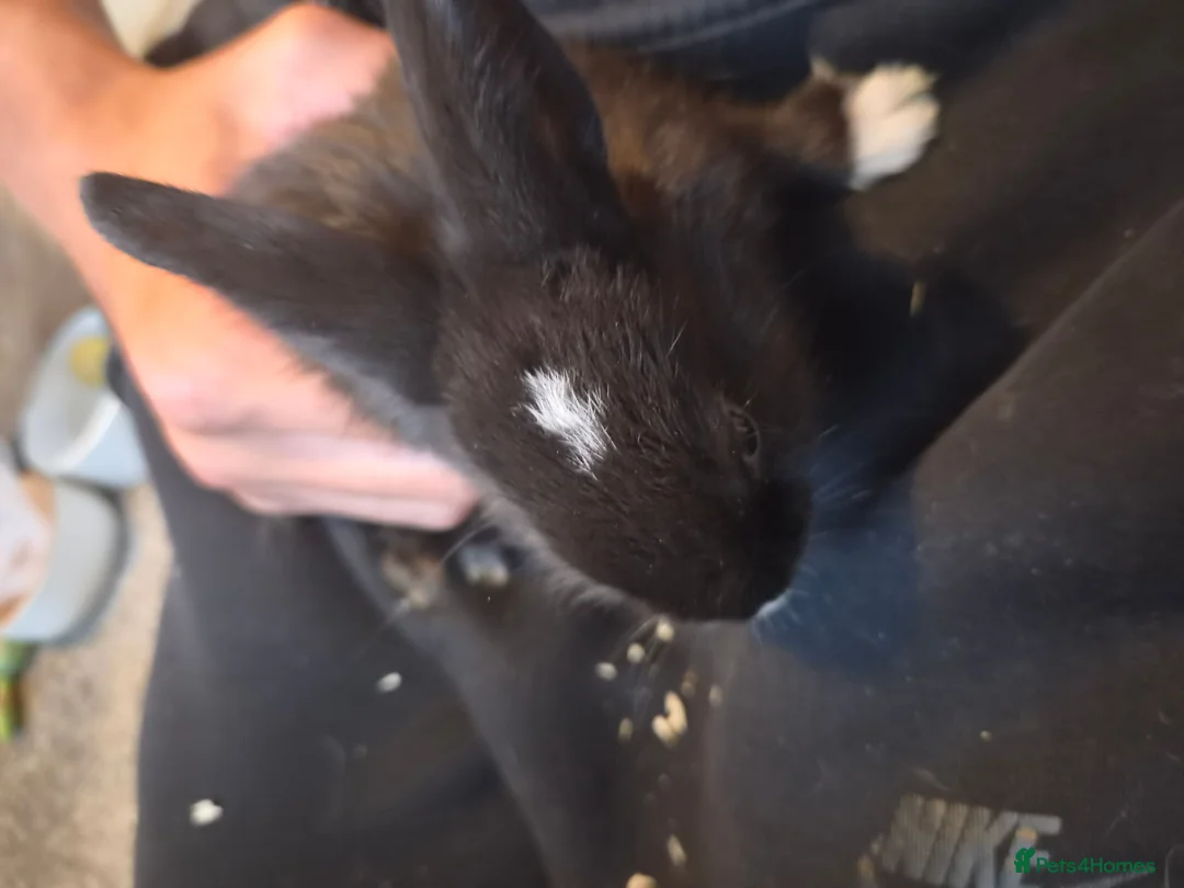 Rex rabbits for sale: Baby Rex rabbits  - Advert 1