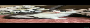 Mixed Breed 2