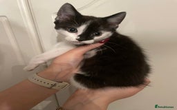Mixed Breed cats for sale: Beautiful kittens 3 female  - Image 9