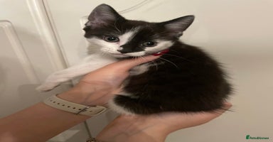Mixed Breed cats - Advert 1