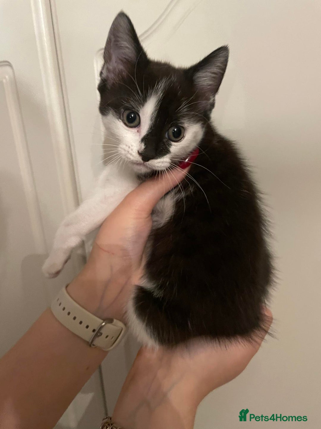 Mixed Breed cats for sale: Beautiful kittens 3 female  - Image 9
