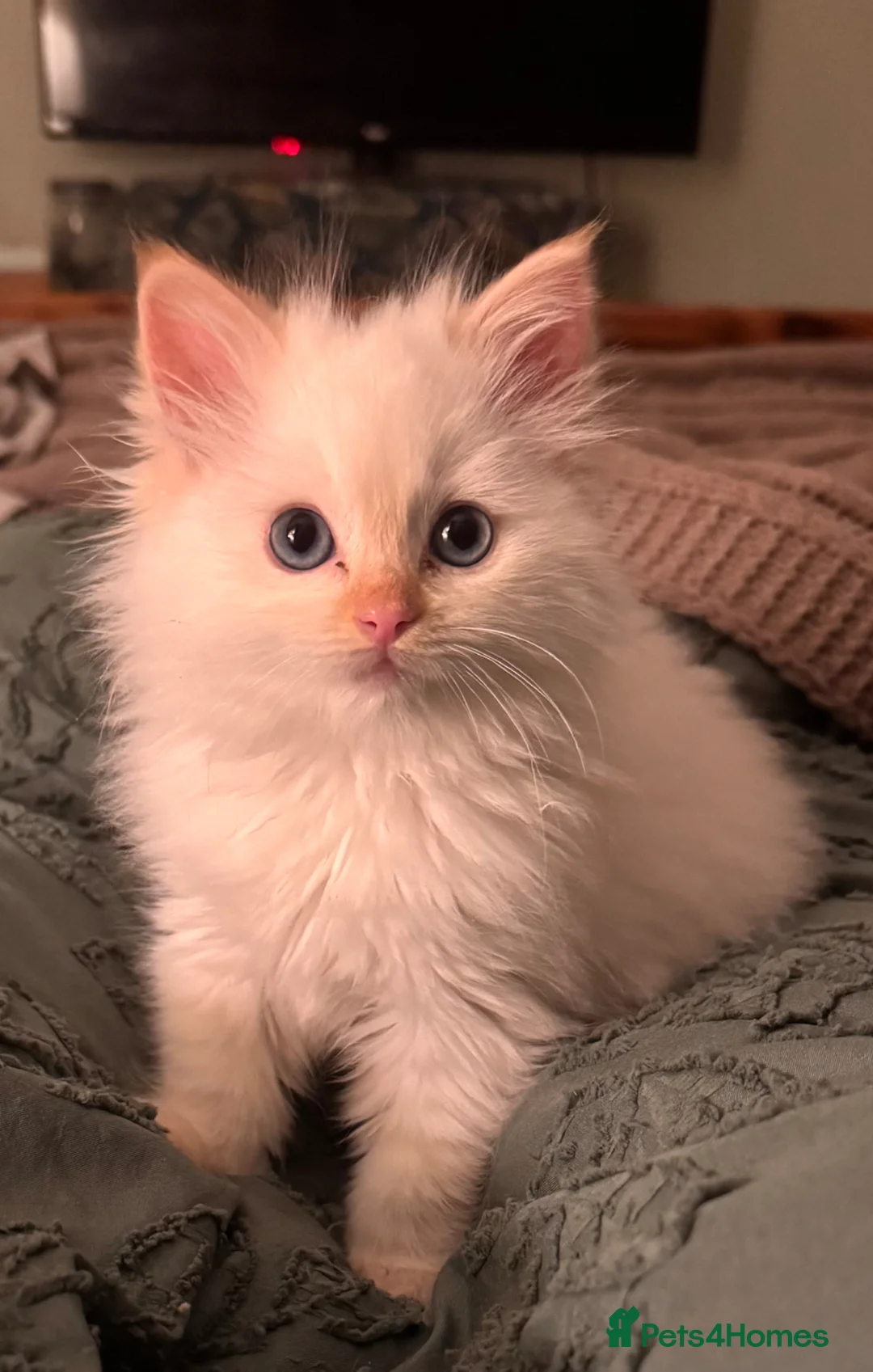 Ragdoll cats for sale: Flame point ragdoll - Advert 2