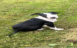Bull Terrier dogs for sale: KC 12 week puppy  - Image 5