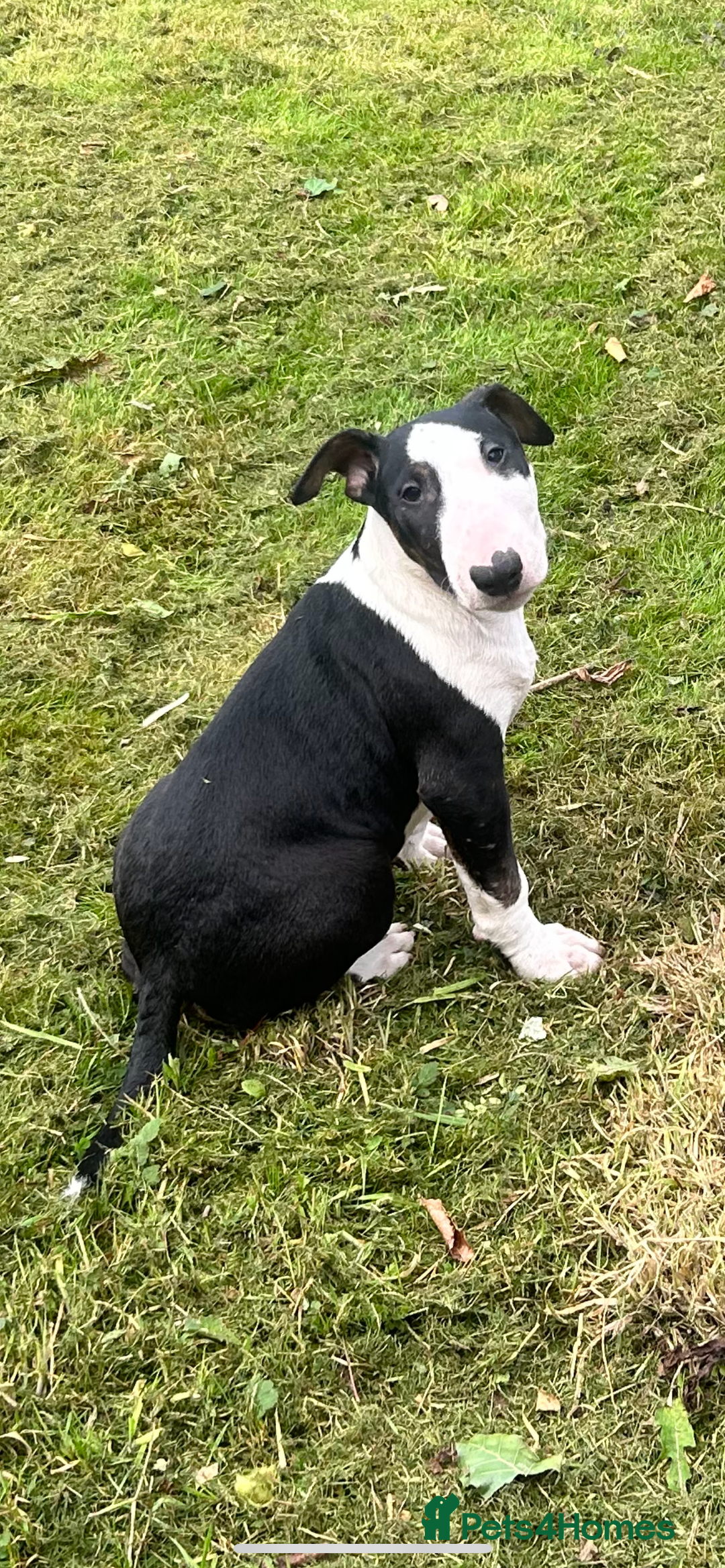 Bull Terrier dogs for sale: KC 12 week puppy  - Image 5
